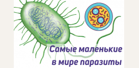 Бактериофаги: интересные факты о самых маленьких в мире паразитах