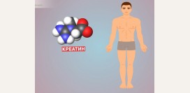 Почему креатин – самое мощное неорганическое соединение: сила мышц и хорошая память