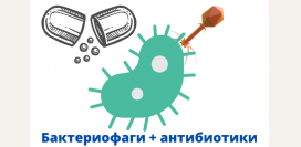 Бактериофаги плюс антибиотики: убойная комбинация против бактерий