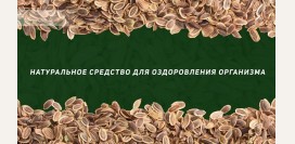 Семена укропа – как получить из них всю пользу для организма