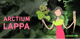 Лопух – здоровье у нас под ногами: самый полезный сорняк, как он действует на организм