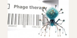 Какие есть ограничения у фаготерапии?