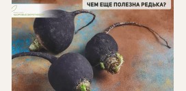 Редька – овощ, исцеляющий все органы. Почему чёрная редька полезнее, чем зелёная и белая. Как правильно готовить и употреблять корнеплод