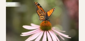 Эхинацея: мощный природный стимулятор иммунитета – как она работает