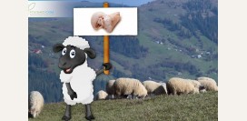 Польза курдючного жира барана и области его применения