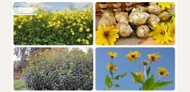 Топинамбур: целебный продукт-пребиотик, полезный для всего организма