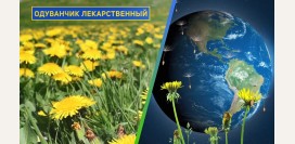 Одуванчик – дикорастущий овощ, о котором мы забыли: польза, рецепты