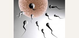 Сперматозоиды - морфология, количество, созревание, состав спермы. Как происходит оплодотворение яйцеклетки?