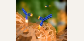 Аутоиммунная анемия