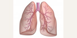 Бронхография -  суть метода исследования. Подготовка к бронхографии. Показания, противопоказания и расшифровка результатов. Бронхография у детей и беременных