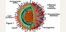 Грипп – симптомы и признаки, лечение и профилактика болезни, осложнения