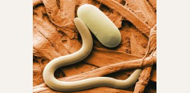 Трихинеллез - способы заражения, симптомы, диагностика и лечение. Как проверяются мясные продукты, мясо на наличие трихинеллеза