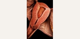 Гиперплазия эндометрия. Виды гиперплазии, причины, симптомы и диагностика. Лечение различных форм гиперплазии