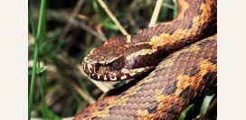 Укусы ядовитых змей, виды отравления змеиным ядом. Что делать если укусила змея, первая помощь.