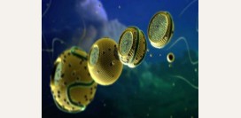 Полезные и вредные жиры. Как они влияют на здоровье сердца?