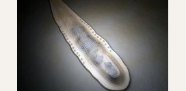 Описторхоз. Причины, симптомы, диагностика и лечение заболевания