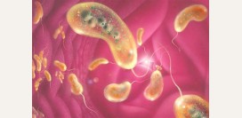 Холера. Причины, симптомы и признаки, диагностика и лечение болезни