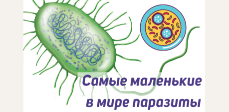 Бактериофаги: интересные факты о самых маленьких в мире паразитах