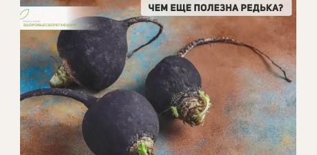 Редька – овощ, исцеляющий все органы. Почему чёрная редька полезнее, чем зелёная и белая. Как правильно готовить и употреблять корнеплод