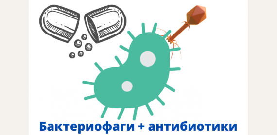 Бактериофаги плюс антибиотики: убойная комбинация против бактерий