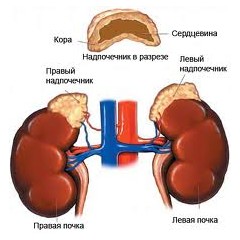 Синдром хроническая недостаточность коры надпочечников