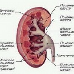 Пиелонефрит и отеки ног