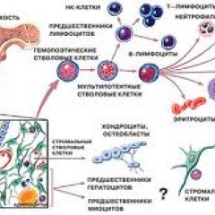 Причины анемического синдрома при лейкозах