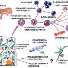 Болезни системы крови анемии лейкозы