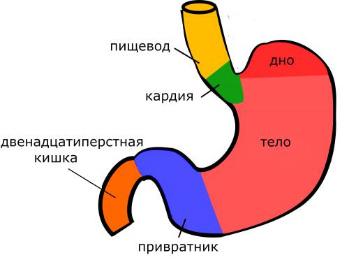 Значение пищевода