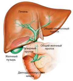 Узи печени и желчного пузыря что показывает