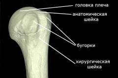 Перелом плечевой кости лечение срок срастания