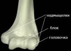 Какие суставы необходимо зафиксировать при переломе плечевой кости