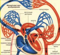 Этиология сердечной астмы и отека легких