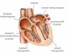 У меня бронхиальная астма и порок сердца