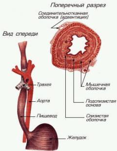 что делать когда спазм пищевода. Смотреть фото что делать когда спазм пищевода. Смотреть картинку что делать когда спазм пищевода. Картинка про что делать когда спазм пищевода. Фото что делать когда спазм пищевода