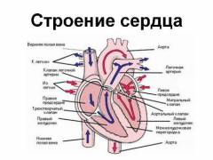 Легочное сердце что это такое симптомы и признаки. Смотреть фото Легочное сердце что это такое симптомы и признаки. Смотреть картинку Легочное сердце что это такое симптомы и признаки. Картинка про Легочное сердце что это такое симптомы и признаки. Фото Легочное сердце что это такое симптомы и признаки