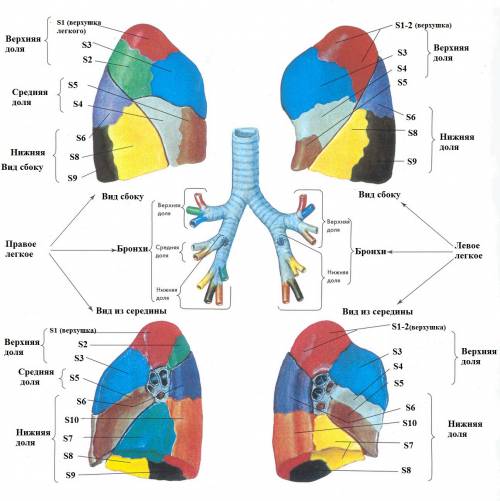 Язычковые сегменты левого. 6, 10 Сегмент правого легкого. Сегменты легкого топографическая анатомия. 1 2 6 Сегменты легкого. Сегментарное строение лёгких.
