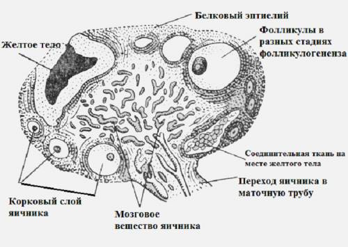 Яичник на латыни. Внутреннее строение яичника схема. Внутреннее строение яичника анатомия. Наружное строение яичника. Яичник млекопитающего схема.