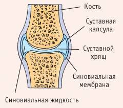 Изображение - Особенности строения коленного сустава sm_229020001426069981