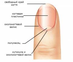 Воспаление ногтевого ложа после удаления ногтя
