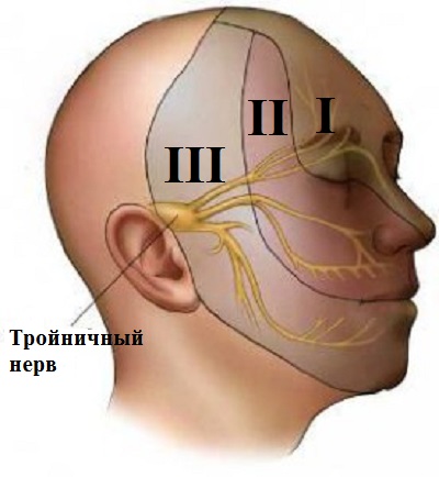 Тройничного нерва 9 букв