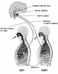 Почему люди задыхаются во сне. sm 423213001440625321. Почему люди задыхаются во сне фото. Почему люди задыхаются во сне-sm 423213001440625321. картинка Почему люди задыхаются во сне. картинка sm 423213001440625321. Люди часто жалуются – «как будто задыхаюсь во сне, не хватает воздуха, приступы удушья». Что делать при таком неприятном состоянии, в чем причины и есть ли лечение – именно эти вопросы мы будем подробно обсуждать в статье.