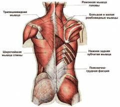 Что значит сутулый человек. Смотреть фото Что значит сутулый человек. Смотреть картинку Что значит сутулый человек. Картинка про Что значит сутулый человек. Фото Что значит сутулый человек