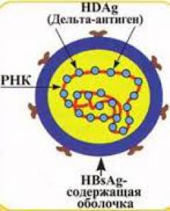 Дельта гепатит что это такое