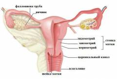 диагностическое выскабливание на какой день цикла делать. Смотреть фото диагностическое выскабливание на какой день цикла делать. Смотреть картинку диагностическое выскабливание на какой день цикла делать. Картинка про диагностическое выскабливание на какой день цикла делать. Фото диагностическое выскабливание на какой день цикла делать