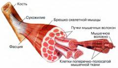 Миалгия что это симптомы и причины. Смотреть фото Миалгия что это симптомы и причины. Смотреть картинку Миалгия что это симптомы и причины. Картинка про Миалгия что это симптомы и причины. Фото Миалгия что это симптомы и причины