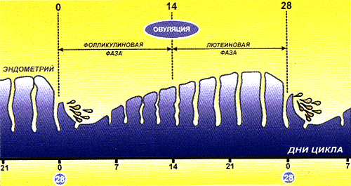 Эндометрия не соответствует циклу. Толщина эндометрия по циклу. День цикла эндометрий. Эндометрий по дням цикла. Толщина эндометрия по дням цикла норма.