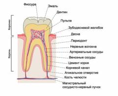 Температура при гингивите у взрослых