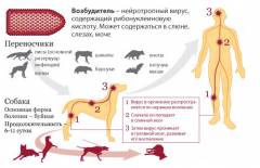 Укусила собака что делать прививка