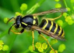 Может ли тошнить на укус пчелы